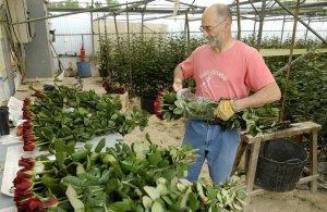 Выращивание овощных культур и цветов как малый бизнес Что выгодно выращивать в сибири на продажу