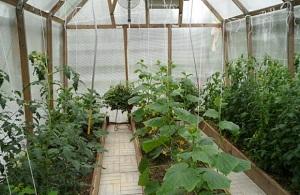 Примеры бизнес-плана по выращиванию овощей